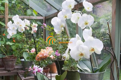 Không gian trồng hoa Lan