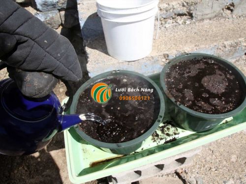 Khử trùng đất trồng cũ Khử trùng đất trồng cũ