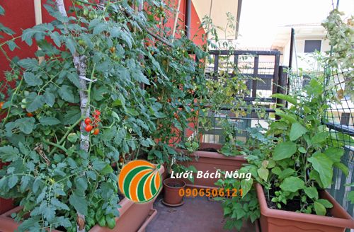 Kỹ thuật trồng rau bằng chậu trên sân thượng