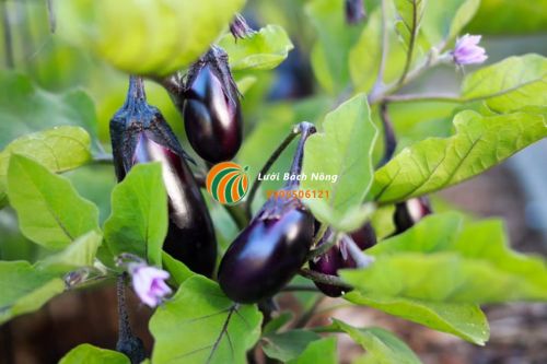 Cách giúp cà tím đậu quả