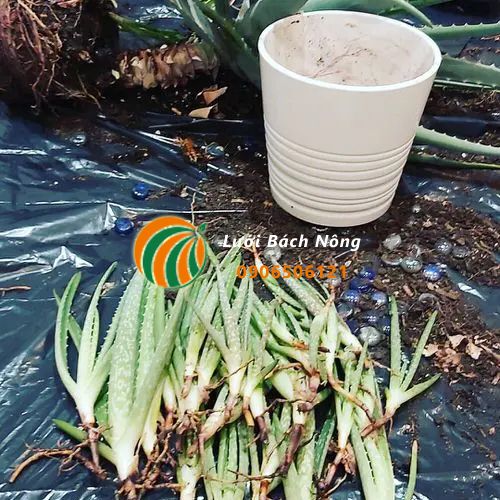 Làm lại bầu đất để trồng nha đam