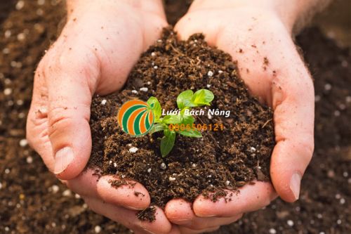 Lợi ích của đất trồng Lợi ích của đất trồng