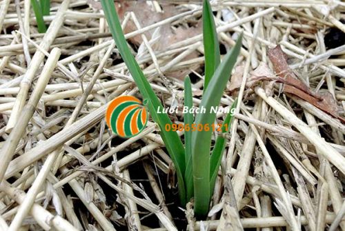 Sử dụng rơm làm lớp phủ cho vườn rau Sử dụng rơm làm lớp phủ cho vườn rau