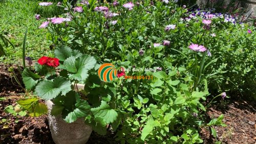 Cách giữ nước cho cây trồng trong chậu