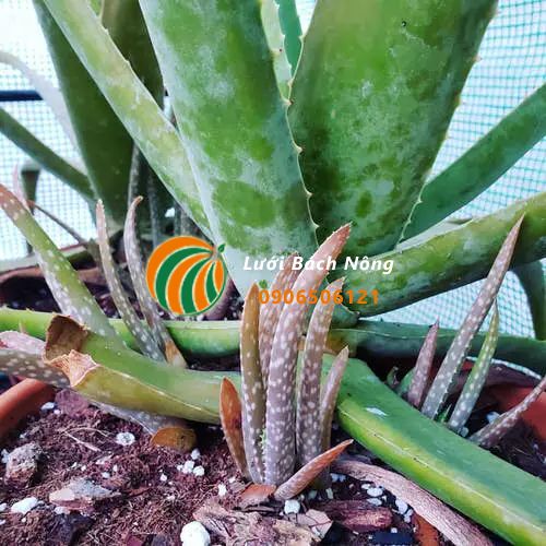 Mẹo làm nha đam mọc nhiều cây non