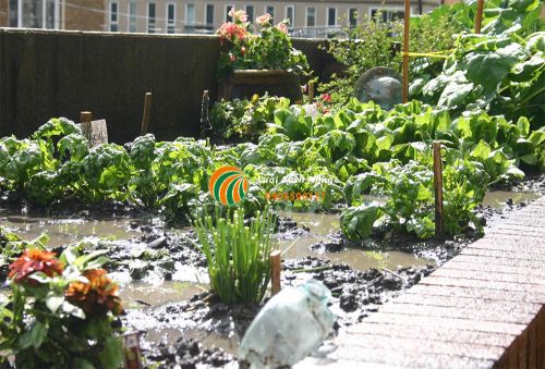 Cây trồng bị ngập úng