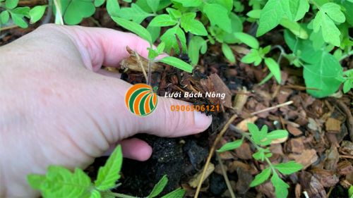 Mẹo tách cây con không chết