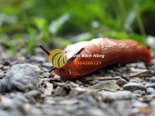 Ngăn sên bằng bã cà phê