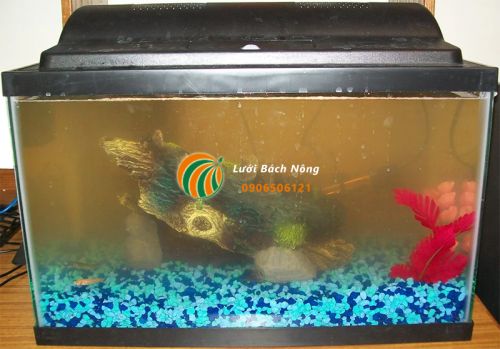 Sử dụng nước bể cá tưới cây
