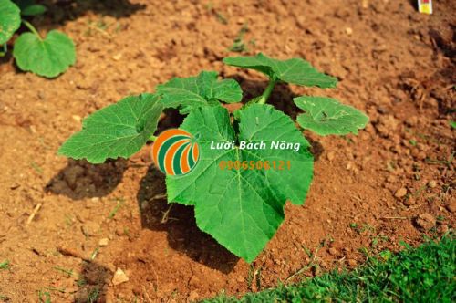 Xử lý đất sét trồng cây Xử lý đất sét trồng cây