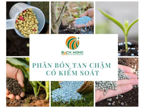 Phân bón tan chậm có kiểm soát là gì