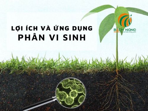 Tìm hiểu về phân bón vi sinh