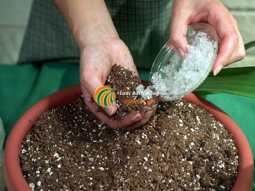 Phục hồi đất trồng cũ Phục hồi đất trồng cũ