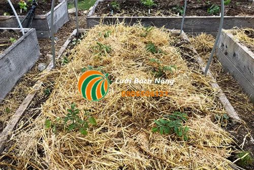 Rơm là lớp phủ rẻ tiền cho cây rau Rơm là lớp phủ rẻ tiền cho cây rau