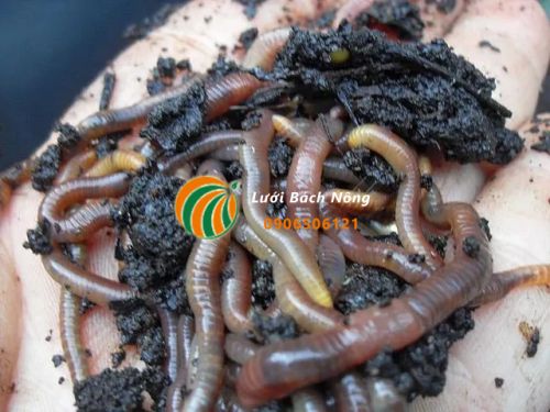 Cho giun ăn bã cà phê