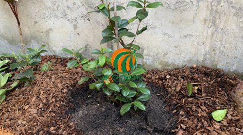 Sử dụng bã cà phê làm phân bón cho cây trồng