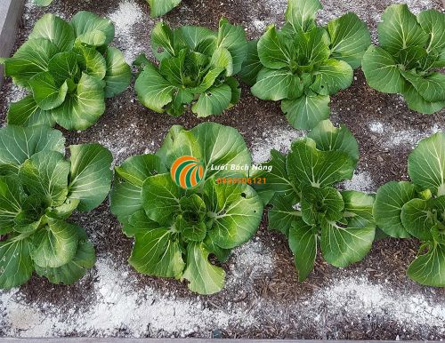 Sử dụng đất tảo cát ngăn bọ cánh cứng