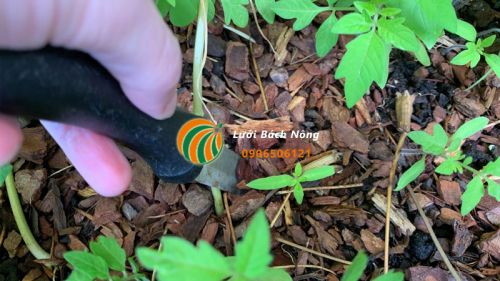 Sử dụng giao tách cây cà chua con