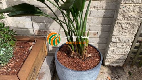 Sử dụng lớp phủ cho chậu cây