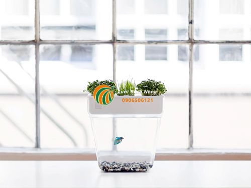 Sử dụng nước thải hồ cá cho cây trồng