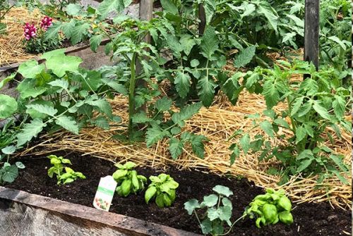 Sử dụng rơm làm lớp phủ trong vườn rau Sử dụng rơm làm lớp phủ trong vườn rau