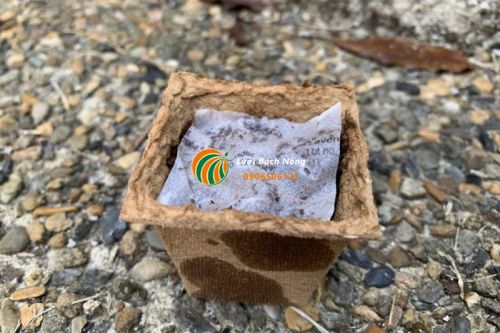 Sử dụng xơ dừa gieo hạt giống