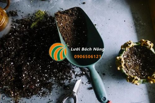 Phân biệt bầu đất và hỗn hợp bầu Phân biệt bầu đất và hỗn hợp bầu