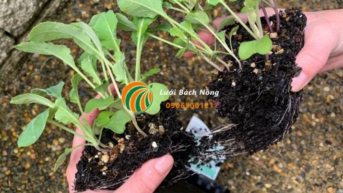 Tách các cây non trong punnets