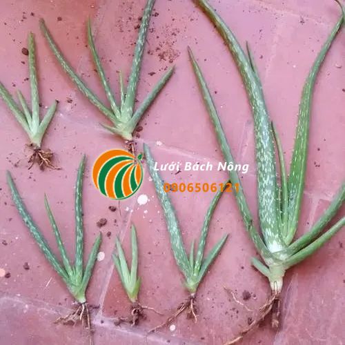 Tách nha đam con khỏi cây mẹ