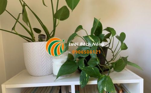 Tại sao cây trầu bà bị thối rễ Tại sao cây trầu bà bị thối rễ