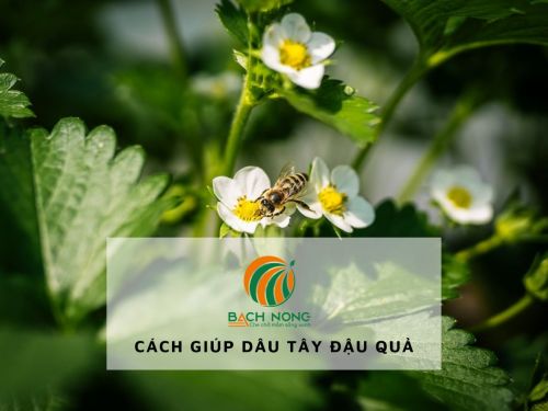 Thu hút ong thụ phấn cho dâu tây