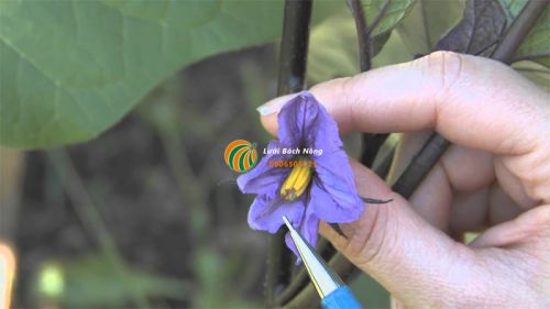 Thụ phấn cho cà tím