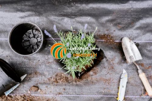 Cách trồng cây trên bạt phủ cỏ