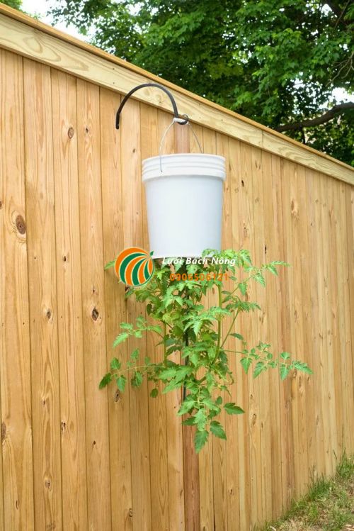 Trồng cây treo ngược Trồng cây treo ngược