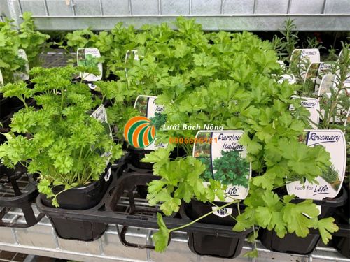 Trồng cây trong chậu giúp dễ dàng kiểm soát cỏ dại Trồng cây trong chậu giúp dễ dàng kiểm soát cỏ dại