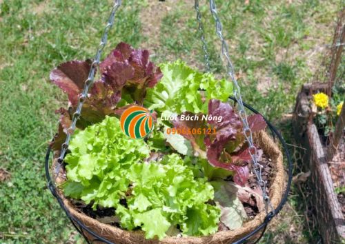 Trồng xà lách trong chậu treo Trồng xà lách trong chậu treo