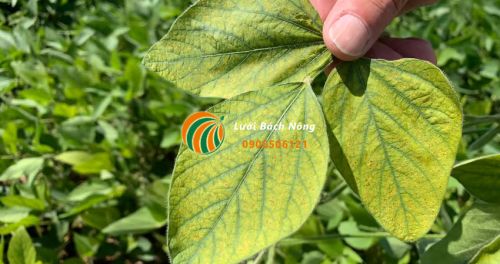 Tìm hiểu về tầm quan trọng của mangan