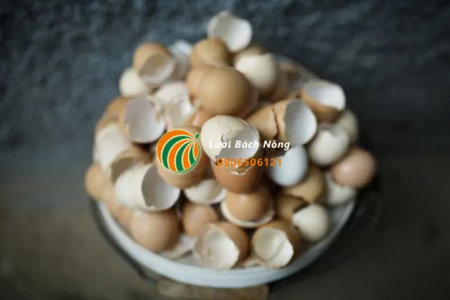 Vỏ trứng gà
