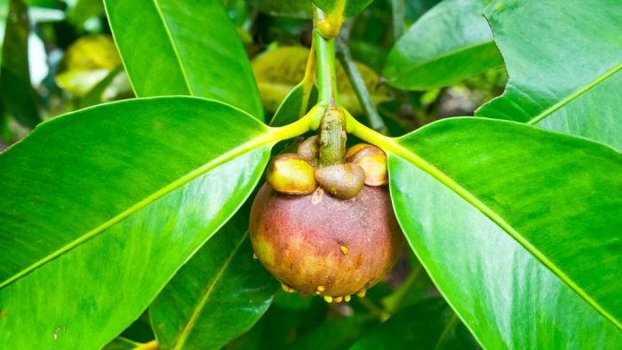 Quả măng cụt bị xì mủ