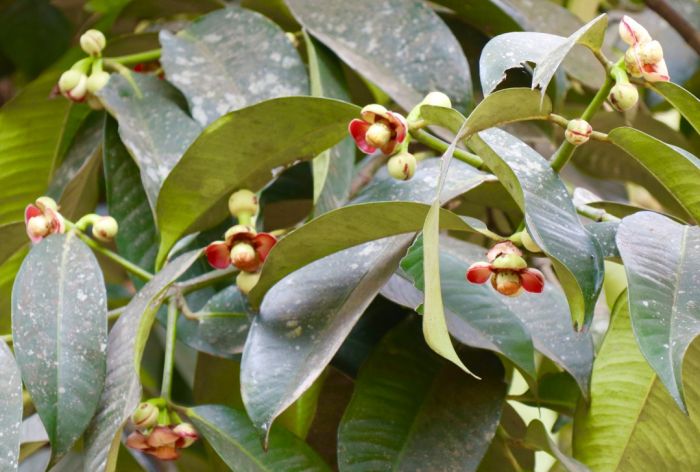 Cần bảo vệ hoa măng cụt khỏi sâu bệnh phá hoại