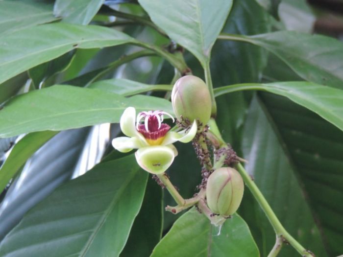 Măng cụt thụ phấn không đầy đủ có thể gây rụng quả non