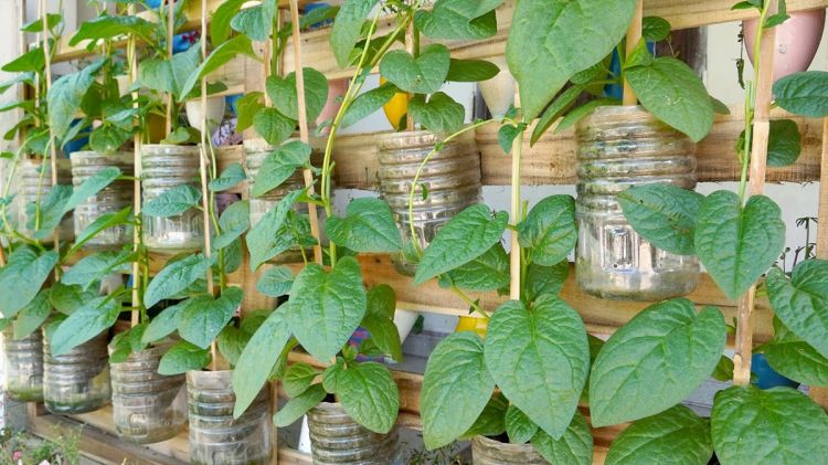 Giàn trồng rau mồng tơi bằng chai nhựa Làm giàn thẳng đứng trồng rau mồng tơi tận dụng chai nhựa bỏ đi