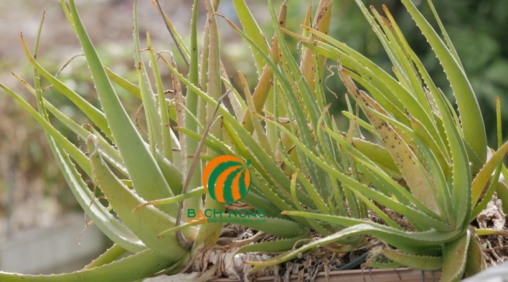 Cung cấp đủ dinh dưỡng cho cây nha đam Cung cấp đủ dinh dưỡng cho cây nha đam