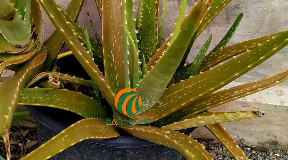 Cây nha đam vàng lá do sâu bệnh Cây nha đam vàng lá do sâu bệnh