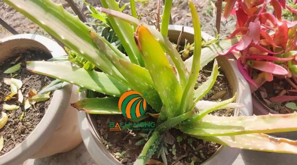 Trồng nha đam ở nơi có nhiều ánh nắng Trồng nha đam ở nơi có nhiều ánh nắng