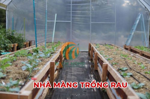 Nhà màng trồng rau Nhà màng trồng rau