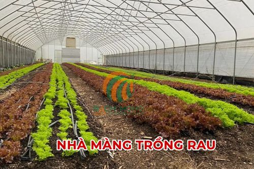 Nhà màng trồng rau xà lách Nhà màng trồng rau xà lách