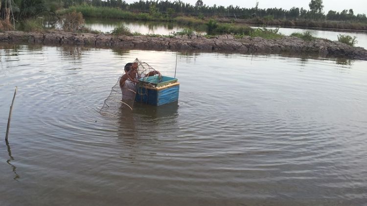 Mô hình nuôi tôm quảng canh