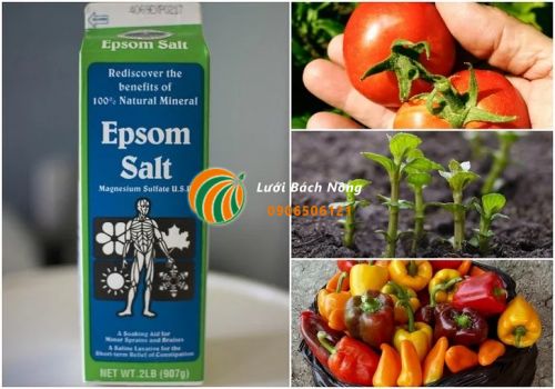 10 công dụng của muối epsom cho cây trồng