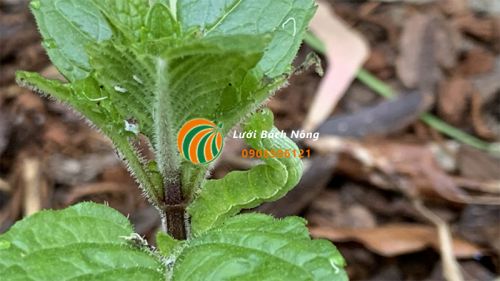 Sâu bướm hại cây trồng